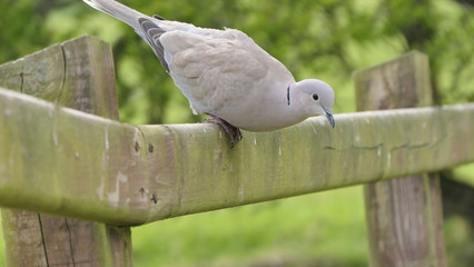 Collared Dove on fence in UK