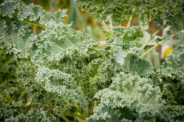 Kale growing in a garden