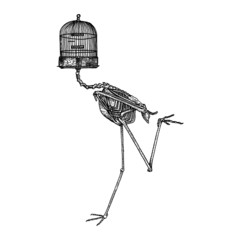 Funny Bird Skeleton 