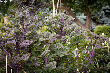 Kale growing in a garden