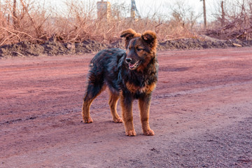 Homeless mongrel dogs dog smeared with dust from iron ore near the quarry