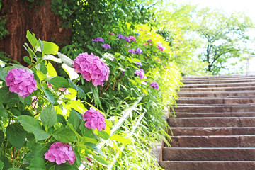あじさい　上野公園