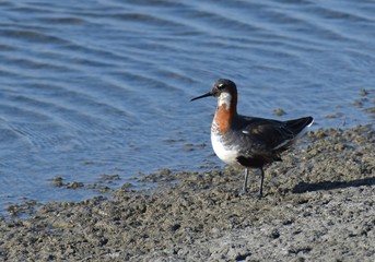 A red-necked phalarope (Phalaropus lobatus) in breeding plumage stands at the edge of a shallow salt pond, at Moss Landing Wildlife Area in California.