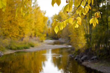 A beautiful autumn view of a flowing creek