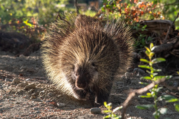 Wild, curious & spiky porcupine seen in Yukon Territory, Canada near a beautiful creek in the summer. 