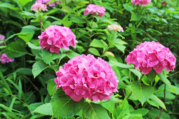 あじさい　上野公園