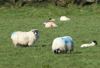 Sheep and lambs ln in a field on farm in Ireland