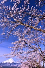 富士山と河口湖の桜