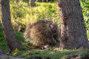 Wild, curious & spiky porcupine seen in Yukon Territory, Canada near a beautiful creek in the summer. 