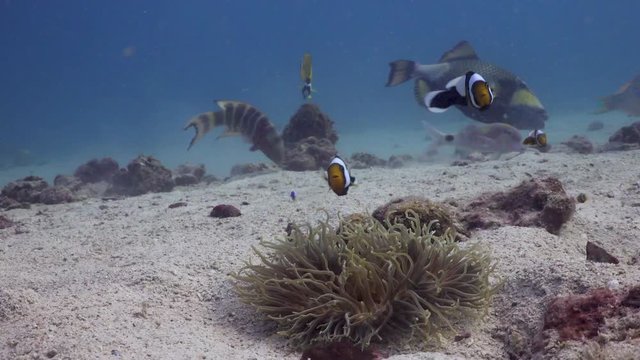 Saddleback Anemonefish family with Titan Triggerfish and other fish in the background on Koh Tao, Thailand