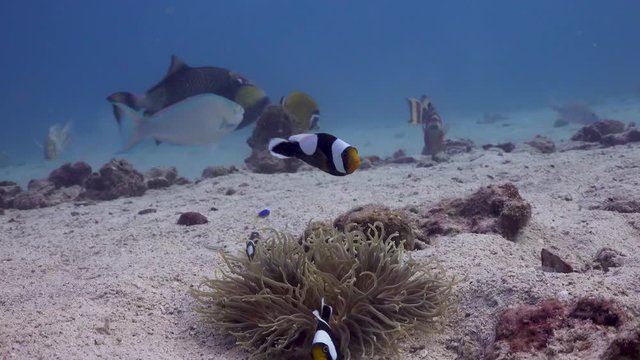 Saddleback Anemonefish swimming above small anemone with Titan Triggerfish in the background on Koh Tao, Thailand