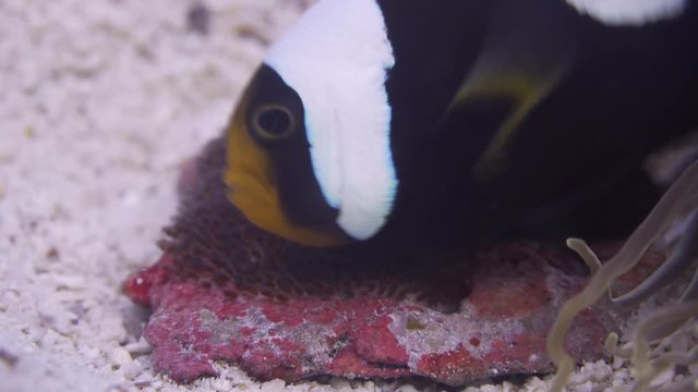 Saddleback Anemonefish close up of eggs being looked after by adult Anemonefish on Koh Tao, Thailand