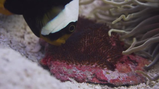 SaddleBack Anemonefish closeup of eggs being nurtured by adult on Koh Tao, Thailand