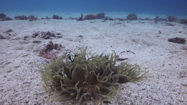 Saddleback Anemonefish family on small anemone in the sand at Koh Tao, Thailand