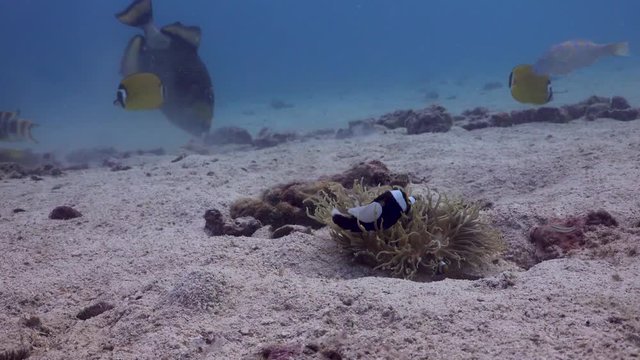 Saddleback Anemonefish family in small anemone in the sand with Titan Triggerfish and various other fish in background on Koh Tao, Thailand