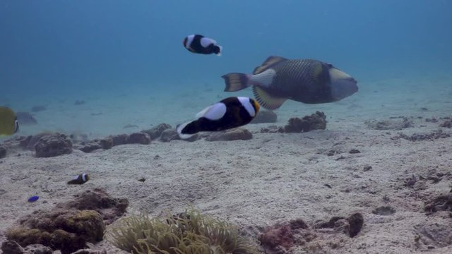 Saddleback Anemonefish family with Titan Triggerfish and Butterflyfish in background on Koh Tao, Thailand