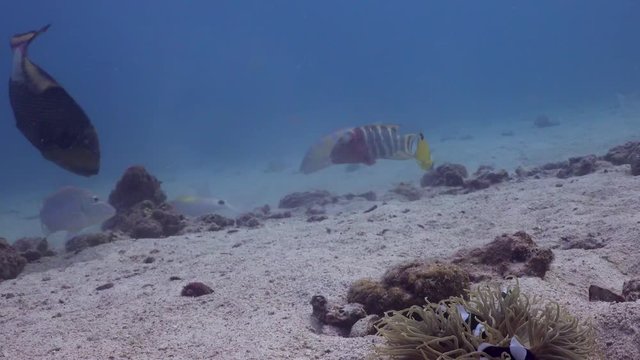 Saddleback Anemonefish in left corner with Titan Triggerfish in background moving piece of coral, in Koh Tao, Thailand.