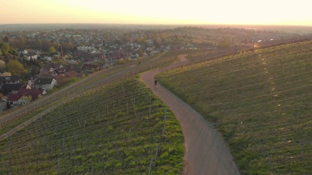 Man walks on trail at vineyard, village and sunset in background