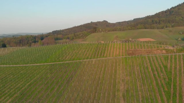 Reveal scenic vineyard with forest in background