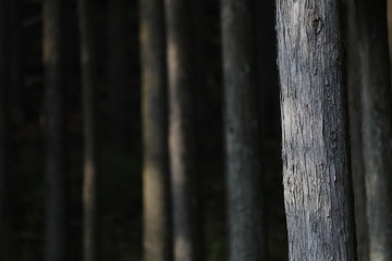 木の幹のテクスチャー