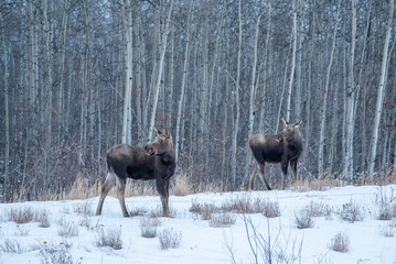 Two curious moose seen on the side of the Alaska Highway in the cold winter. 