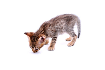 Baby Savannah Cat