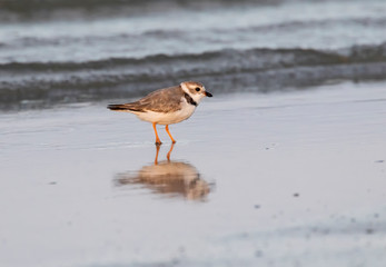 The piping plover (Charadrius melodus) in Galveston, Texas