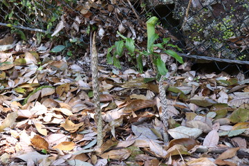 Japanese Cobra Lily 
ムロウテンナンショウ