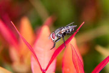 Insect  on the red leaf by macro shot , Close up insect.

