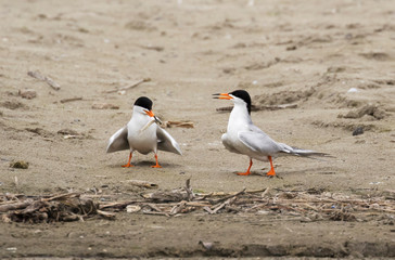 The couple of Forster's Terns (Terna forsteri) in process of mating ritual