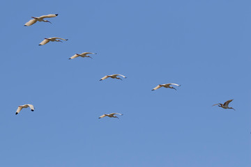The flock of flying American white ibises (Eudocimus albus)