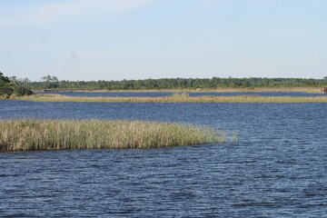 Gulf Shores wetland 2020 I