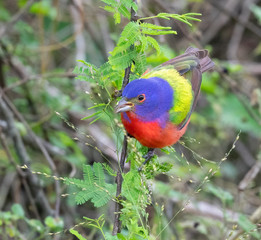 Male Painted Bunting (Passerina ciris) Feeding On Wild Cereal Grass