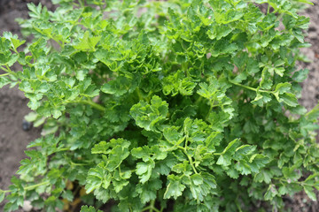 Cilantro branches with green leaves.