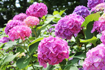 あじさい　上野公園