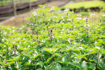 Fototapeta premium Basil of blooming on plantation.