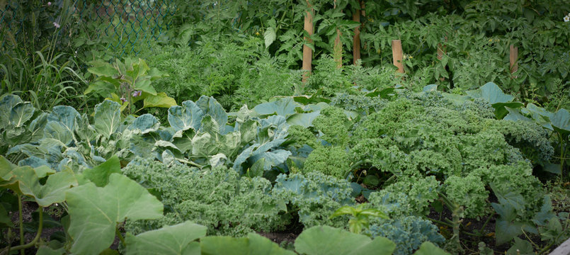 Vegetables growing in a home garden in summer