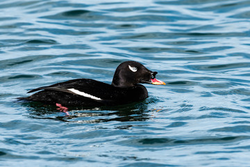 ビロードキンクロ雄(Velvet scoter)