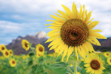 Sunflower on fields in winter.