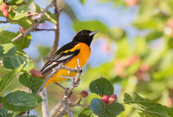 The Baltimore oriole feeding on the mulberrie tree during spring migration. Galveston, Texas, USA