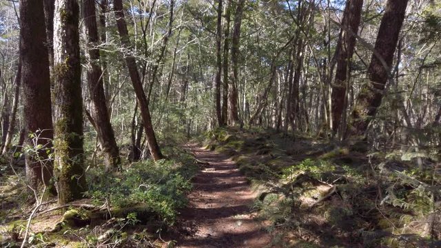 Aokigahara Jukai forest path, pan shot over Japan haunted woodland