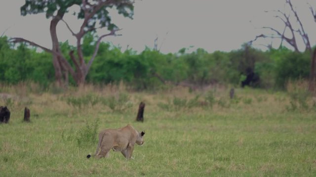 Lioness Stalking Prey On The Savuti Marsh In Botswana - tracking shot