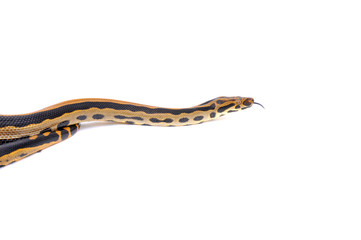 Boaconda Hybrid Boa constrictor imperator X Yellow Anaconda Eunectes notaeus