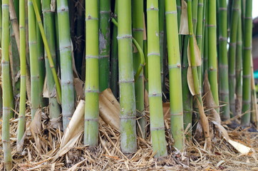 The green stems of bamboo trees that occur in groups.