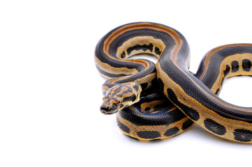 Boaconda Hybrid Boa constrictor imperator X Yellow Anaconda Eunectes notaeus