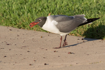 The laughing gull (Leucophaeus atricilla) eating mulberry