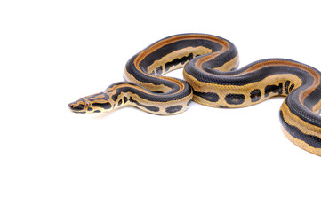Boaconda Hybrid Boa constrictor imperator X Yellow Anaconda Eunectes notaeus