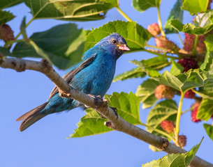 Fototapeta premium Male Indigo Bunting (Passerina cyanea)Feeding On Wild Cereal Grass Feeding On Mulberry Tree, Galveston, Texas, USA