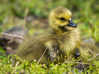 Close-up photo of wild baby grey canadian goose