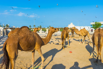 Camels in Camel Souq, Waqif Souq in Doha, Qatar